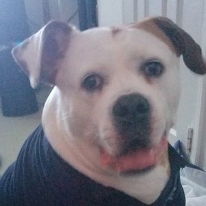 Meet your Posher, Petra